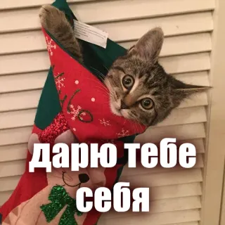 😎 дарю тебе себя cat, kitten, christmas, stocking, gift, cute, russian telegram sticker