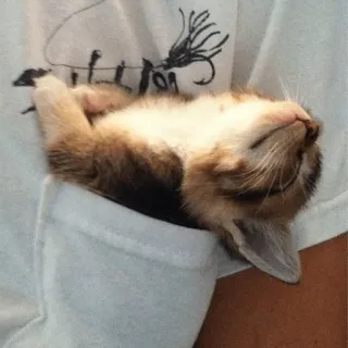 😴 kat, kitten, zak, schattig, dier, slapen telegram sticker
