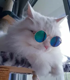 🐾 chat, animal de compagnie, animal, lunettes de soleil, cool, duveteux whatsapp sticker