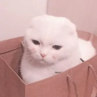 🐈 kot, kociak, biały, zwierzę domowe, zwierzę, słodki, torba telegram sticker