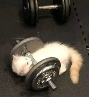 🏋️‍♂️ Kätzchen, Katze, Hantel, Training, süß, Fitnessstudio telegram sticker