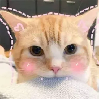 ☺️ gatto, gattino, carino, animale, animale domestico, gatto domestico, felino, gatto arancione telegram sticker