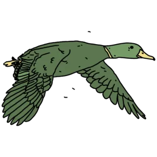 🧚‍♂️ pato, pássaro, voando, animal, vida selvagem, natureza telegram sticker