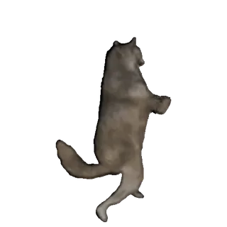 🤩 wolf, animal, dog, standing, cute, grey whatsapp sticker