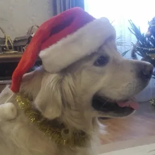 🎄 Hund, Weihnachten, Weihnachtsmütze, Tier, Haustier, Golden Retriever, Feiertag, Festlich telegram sticker