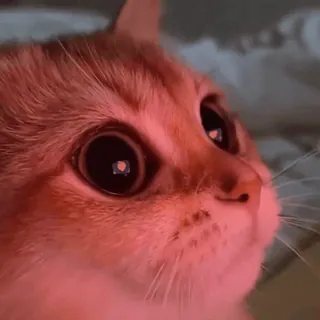 💗 кот, животное, питомец, оранжевый, крупный план, милый, глаза telegram sticker
