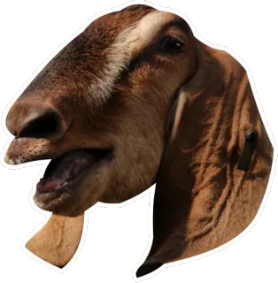 😦 goat, animal, farm, mammal, livestock telegram sticker