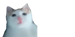 😐 cat, animal, meme, pet, cute, funny, wholesome telegram sticker