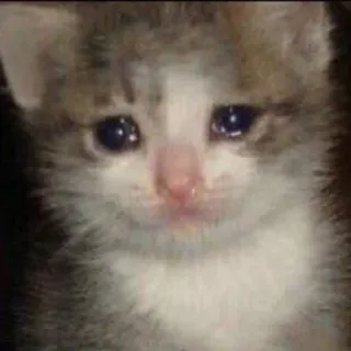 🥺 chat, chaton, triste, pleure, animal de compagnie, animal telegram sticker