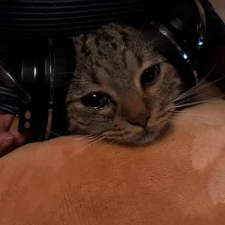 🎧 gato, auriculares, animal, música, mascota, animal doméstico, felino whatsapp sticker
