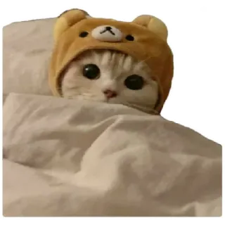 Anak kucing @Anak_kucing_stiker telegram stickers