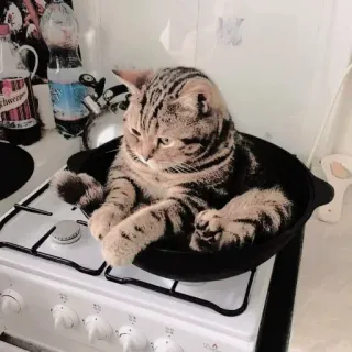 ❤ gato, gatito, animal, mascota, gato doméstico, cocina whatsapp sticker