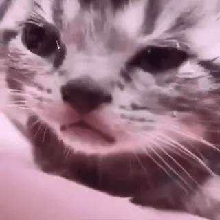 😿 mèo, mèo con, động vật, thú cưng, dễ thương, mèo telegram sticker