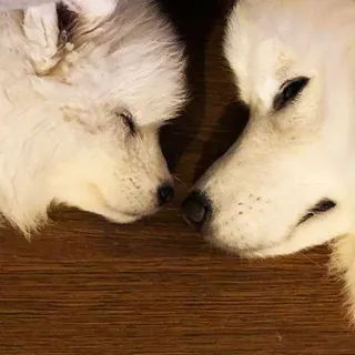 ❤️ Hund, Welpe, süß, Tier, Haustier, Samojede, schlafend, Hunde telegram sticker