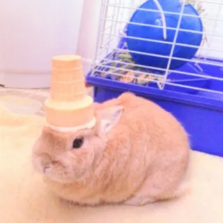 🐰 bunny, rabbit, pet, animal, ice cream cone, hat, cute whatsapp sticker