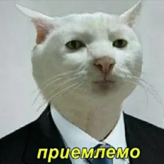 🐈 приемлемо gatto, completo, meme, russo, accettabile, approvazione telegram sticker
