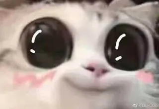 😍 고양이, 새끼 고양이, 귀여운, 애완 동물, 동물, 눈, 밈 telegram sticker
