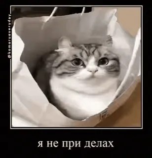 🐱 я не при делах gatto, sacchetto di carta, meme, divertente, carino, animale domestico telegram sticker