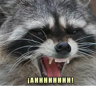 😱 ¡AHHHHHHHHHH! rakun, marah, teriak, binatang, meme whatsapp sticker
