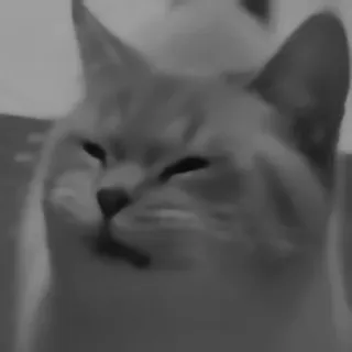 🥷 gatto, animale, animale domestico, meme, smug, divertente whatsapp sticker