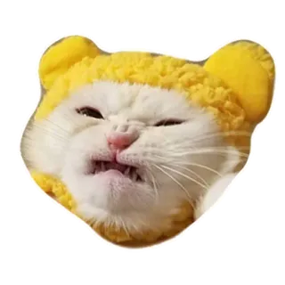 😡 chat, chaton, en colère, mème, animal, mignon telegram sticker