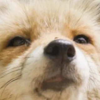 🌂 fox, animal, wildlife, mammal, portrait, close up telegram sticker