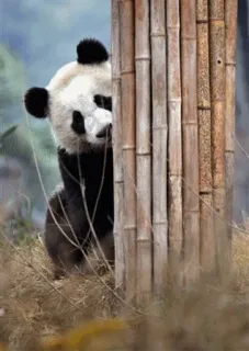 🙈 panda, bamboo, animal, cute, wildlife, nature telegram sticker