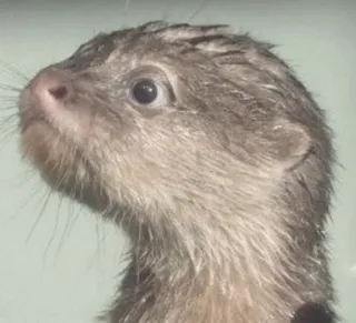 😯 otter, animal, mammal, aquatic, wildlife, cute telegram sticker