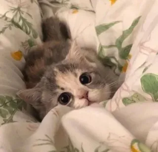🐱 cat, kitten, cute, animal, pet, blanket whatsapp sticker
