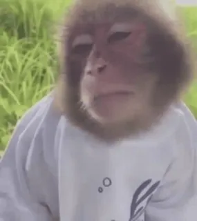 😒 aap, dier, mensaap, primaat, wilde dieren whatsapp sticker