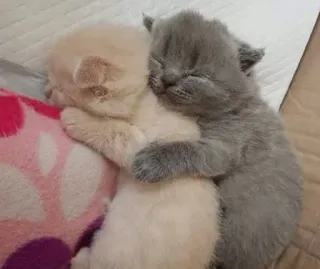 🤗 kittens, cats, animals, cute, sleep, hugging telegram sticker