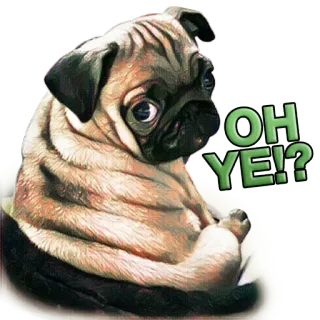 😕 OH YE!? 개, 퍼그, 동물, 오 예, 귀여운, 애완동물 telegram sticker