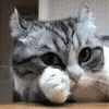 😺