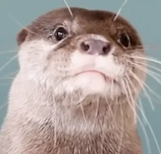 🍟 otter, animal, cute, wildlife, mammal, nature telegram sticker