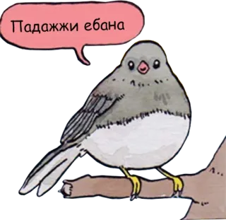 😕 Падажжи ебана 새, 동물, 불쾌한, 욕설 telegram sticker