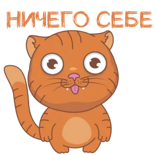 🤓 НИЧЕГО СЕБЕ cat, surprised, russian, sticker, animal telegram sticker