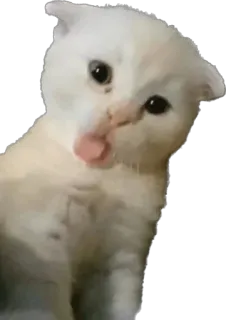 😛 cat, kitten, white cat, cute, animal, pet, funny whatsapp sticker