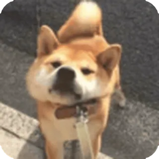 🌟