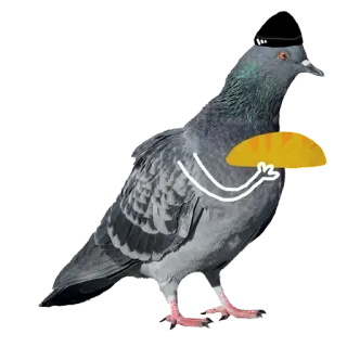 🥐 비둘기, 새, 타코, 모자, 동물, 웃긴 telegram sticker