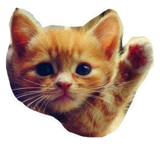 🖐 ลูกแมว, แมว, น่ารัก, สัตว์, สัตว์เลี้ยง, สีส้ม telegram sticker
