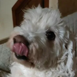 😛 cão, cão branco, animal de estimação, animal, fofo, adorável, fofo, filhote telegram sticker