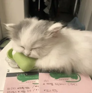💓 고
(4)
(4)
23(일) 연습 3-5/1
(চাঁদ) ১৬৬াক টিট кот, котенок, сон, заметки, памятка whatsapp sticker
