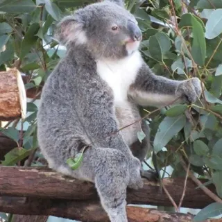 🐨 koala, animal, wildlife, marsupial, australia, eucalyptus telegram sticker