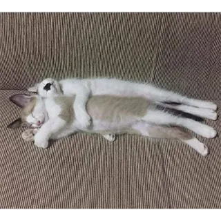 🫂 chats, dormir, câlin, animaux, animaux de compagnie telegram sticker