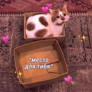 🩰 *место для тибя* Katze, Karton, süß, Tier, Haustier, Herzen whatsapp sticker