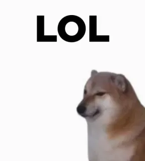 🎭 LOL 개, 밈, 인터넷, 유머, ㅋㅋㅋ, 웃긴, Doge telegram sticker