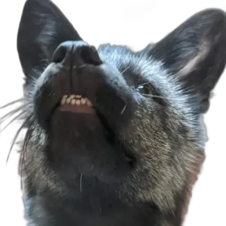 😤 dog, silver fox, animal, domestic animal, teeth, fangs telegram sticker