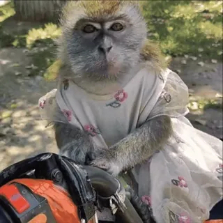 🤨 monkey, animal, dress, ape, primate, clothing telegram sticker