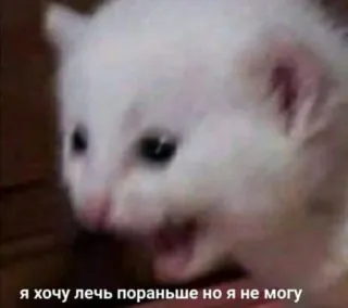 😞 я хочу лечь пораньше но я не могу Katze, Tier, Meme, frustriert, süß telegram sticker