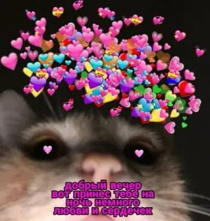 ❤️ добрый вечер
вот принес тебе на
ночь немного
любви и сердечек cat, hearts, love, good evening, affection telegram sticker
